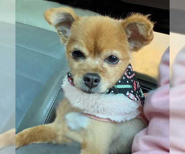 Medium Photo #19 Pomeranian-Unknown Mix Puppy For Sale in Arlington, VA, USA