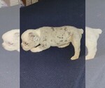Small #5 Olde English Bulldogge