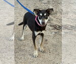 Cash Outlaw - Male Mutt Dog for Adoption - Small photo