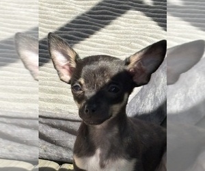 Chihuahua Puppy for sale in EAU CLAIRE, WI, USA