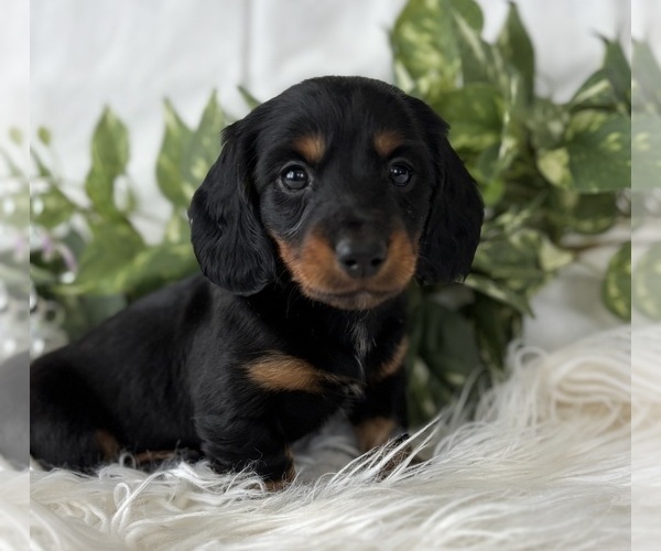 Medium Photo #7 Dachshund Puppy For Sale in ROCK STREAM, NY, USA