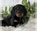 Small #6 Dachshund