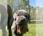 Small Photo #2 Cane Corso Puppy For Sale in SANDSTON, VA, USA
