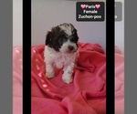 Small #1 Poodle (Toy)-Zuchon Mix