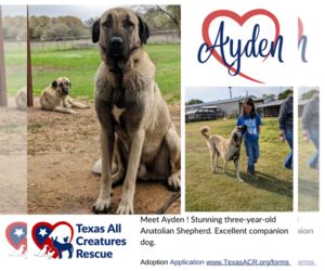 Anatolian Shepherd Dogs for adoption in Lillian, TX, USA