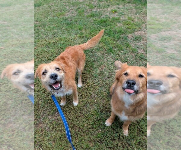 Medium Photo #3 Mutt Puppy For Sale in San Diego, CA, USA