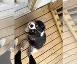 Small Photo #1 Cavalier King Charles Spaniel Puppy For Sale in DEWITT, MI, USA