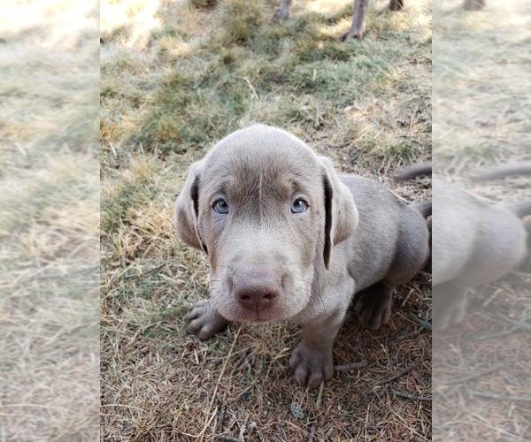 Medium Photo #6 Labrador Retriever Puppy For Sale in COEUR D ALENE, ID, USA