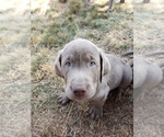 Small Photo #6 Labrador Retriever Puppy For Sale in COEUR D ALENE, ID, USA