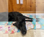 Small #3 Labrador Retriever-Retriever  Mix