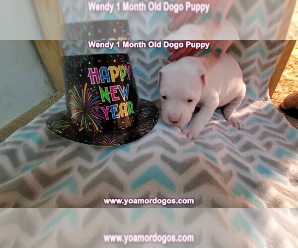 Medium Photo #60 Dogo Argentino Puppy For Sale in JANE, MO, USA