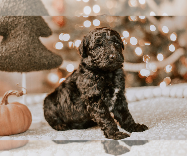 Medium Photo #8 Goldendoodle (Miniature) Puppy For Sale in ROCKWOOD, TN, USA