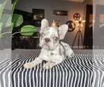 Small Photo #7 French Bulldog Puppy For Sale in FRANKLIN, IN, USA