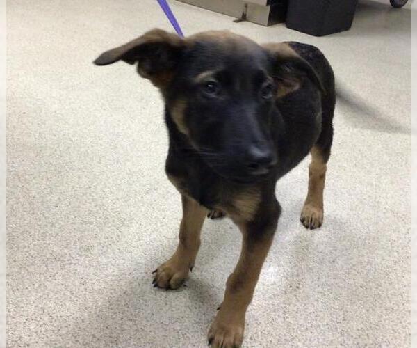 Medium Photo #2 German Shepherd Dog-Unknown Mix Puppy For Sale in Riverside, CA, USA
