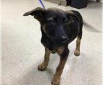 Small #1 German Shepherd Dog Mix