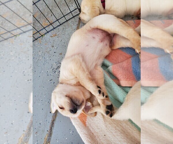 Medium Photo #10 Labrador Retriever Puppy For Sale in WATERFORD, WI, USA