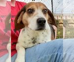 Small #11 Beagle