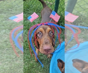 Bloodhound Puppy for sale in TOCCOA, GA, USA