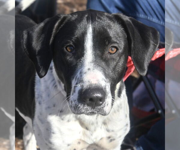 Medium Photo #1 Mutt Puppy For Sale in Canton, CT, USA