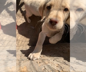 Labrador Retriever Puppy for sale in ZEBULON, NC, USA