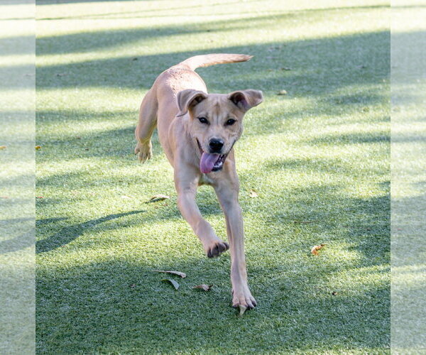 Medium Photo #3 Labrador Retriever-Unknown Mix Puppy For Sale in Hilton Head, SC, USA