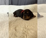 Small #3 Dachshund