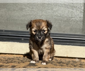 Morkie Puppy for sale in HOLLISTER, CA, USA