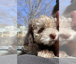 Small Photo #6 Lhasa Apso-Poodle (Standard) Mix Puppy For Sale in E BRUNSWICK, NJ, USA