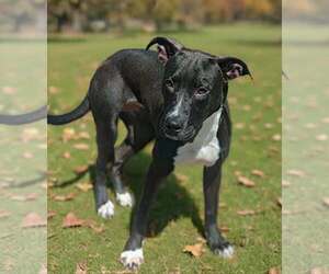 Lucy 26/569 - Female Mutt Dog for Adoption - Photo #13