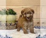Small Photo #2 Whoodle Puppy For Sale in DOSS, MO, USA