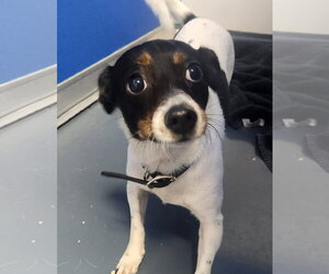 Mutt Dogs for adoption in Oakland Park, FL, USA