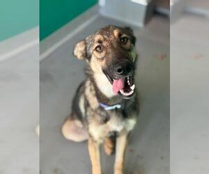 German Shepherd Dog-Unknown Mix Dogs for adoption in Visalia, CA, USA