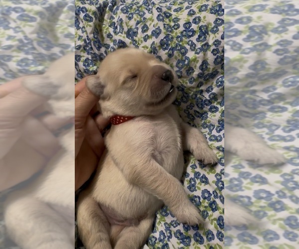 Medium Photo #1 Golden Retriever Puppy For Sale in FREMONT, OH, USA