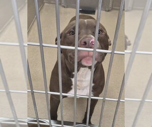 Mutt Dogs for adoption in Decatur, IL, USA