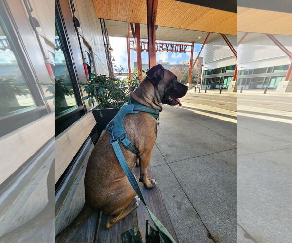 Medium Photo #27 Boxer-Unknown Mix Puppy For Sale in Holly Springs, NC, USA