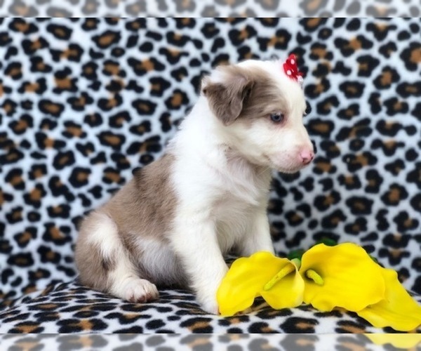 Medium Photo #15 Australian Shepherd Puppy For Sale in LAKELAND, FL, USA