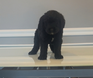 Medium Bernedoodle-Labradoodle Mix