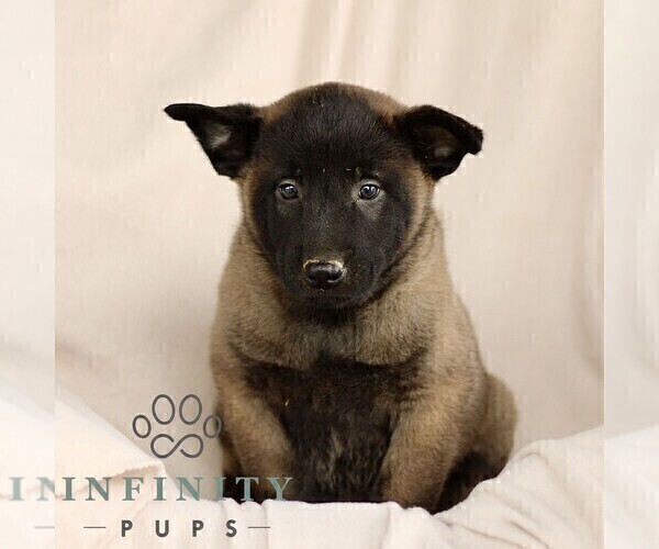 Medium Photo #3 Belgian Malinois Puppy For Sale in RONKS, PA, USA
