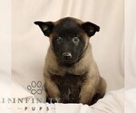 Small #2 Belgian Malinois