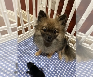 Mother of the Pomeranian puppies born on 01/17/2023