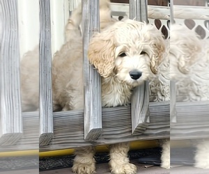 Medium Goldendoodle