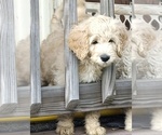 Puppy Kiwi Goldendoodle