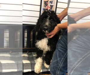 Mutt Dogs for adoption in Amarillo, TX, USA
