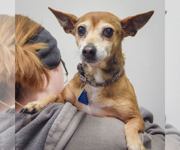 Medium Photo #5 Chihuahua Puppy For Sale in Huntley, IL, USA