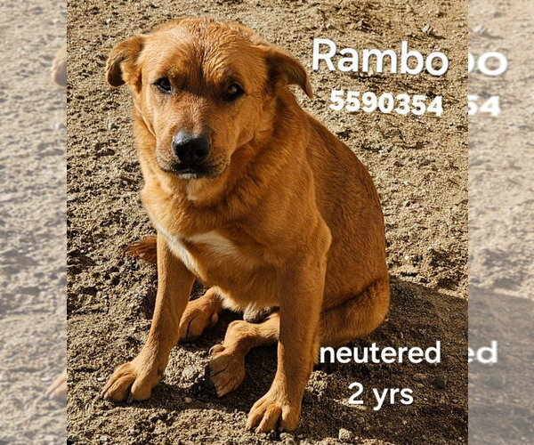 Medium Photo #6 Mutt Puppy For Sale in Lake Forest, CA, USA