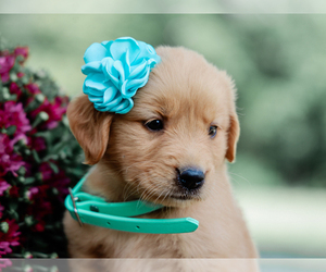 Golden Retriever Puppy for sale in LIBERTY, KY, USA