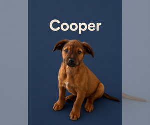 Retriever -Unknown Mix Dogs for adoption in Jackson Township, NJ, USA