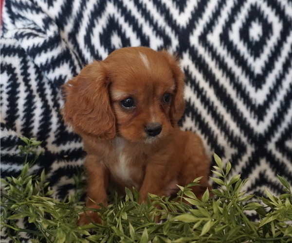 Medium Photo #4 Cavalier King Charles Spaniel Puppy For Sale in WESTCLIFFE, CO, USA