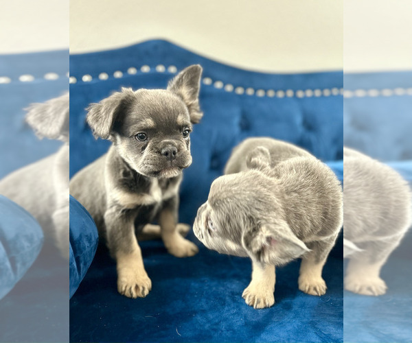 Medium Photo #20 French Bulldog Puppy For Sale in CHARLESTON, SC, USA