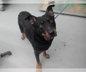 Rottweiler-Unknown Mix Dogs for adoption in Waco, TX, USA